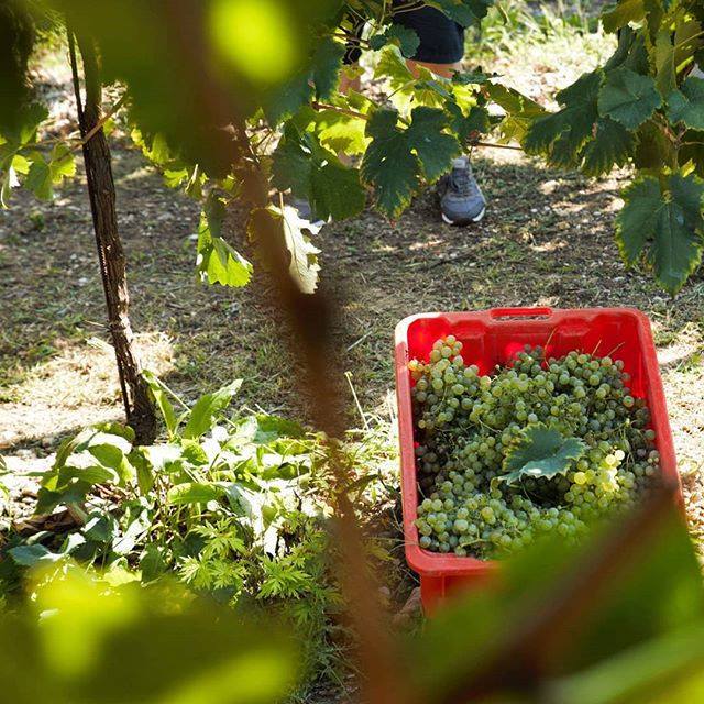 Anche noi abbiamo vendemmiato... abbiamo le prove! #vendemmiasociale #vendemmiasociale #antoniofacchin #prosecco #proseccodoc #proseccotime #grapeharvest #igersveneto #igerstreviso #igersitalia #visitveneto #veneto #whatitalyis #ilikeitaly #winelover ift.tt/2xtkpV1