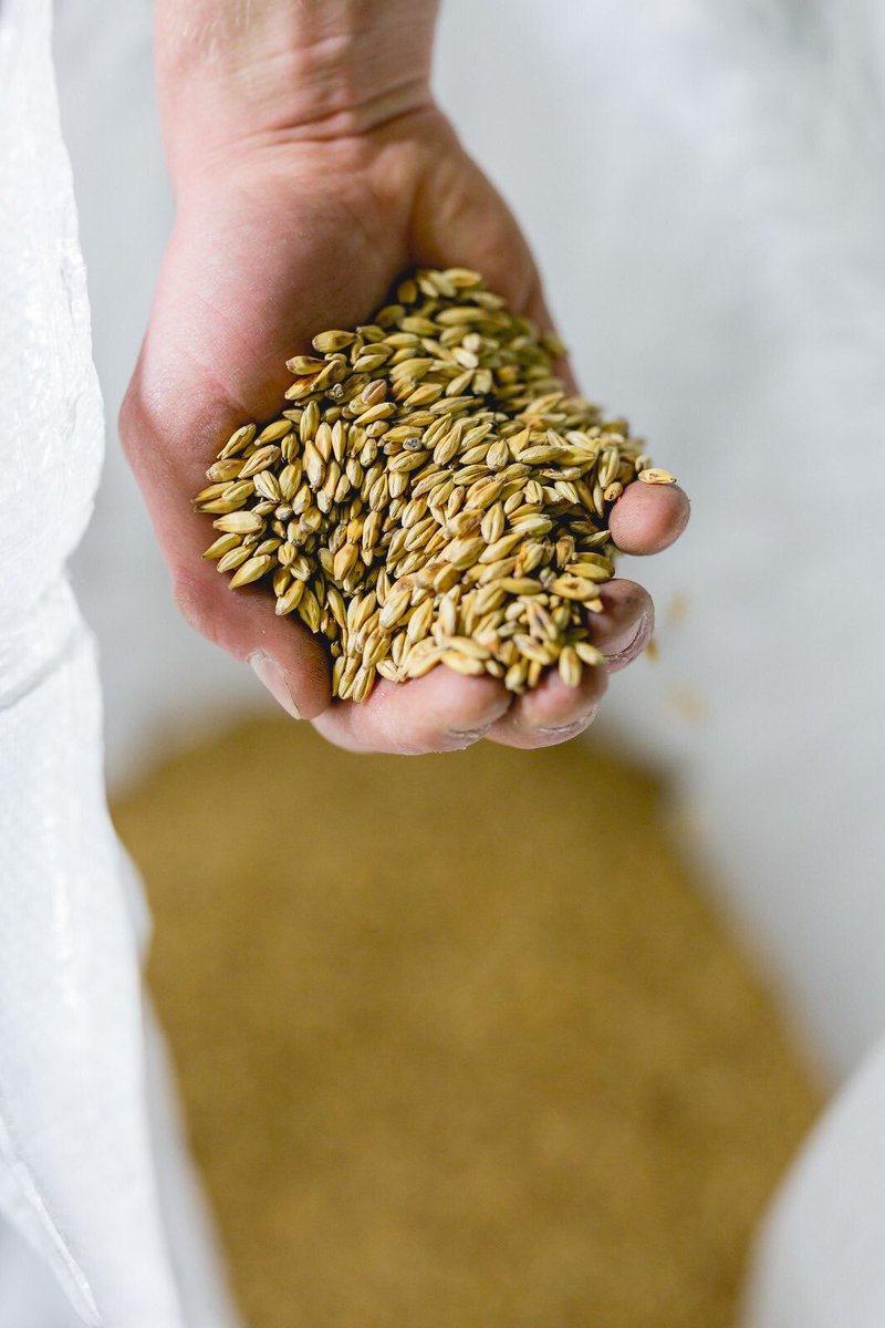 FullersZA's tweet photo. Malts make our world go round! 🌾 https://t.co/QTwEOKGEBU