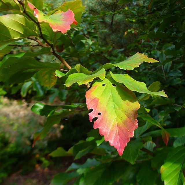 obpowsin's tweet photo. #parocjaperska jako jedna z pierwszych w naszym Ogrodzie reaguje pozytywnie na zachętę jesieni do zmiany koloru liści 🍁🍂
#obpowsin #parotiapersica #persianironwood #ogródbotaniczny #botanicgarden #warszawa #warsaw #powsin #lato2018 #summer #nofilter https://t.co/2HGmZMBCRM https://t.co/Vqro5DOHPM
