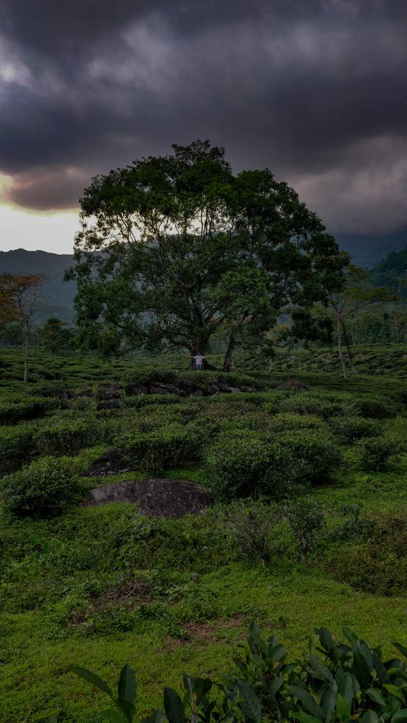 OhMaraBappa's tweet photo. Starting my #FiftyTrees thread with this massive one at Tindharia tea estate, Darjeeling. #everydayNEindia https://t.co/5nDKFOb68z