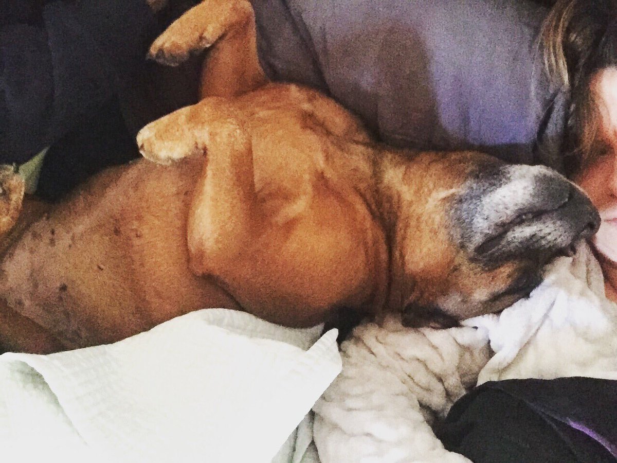 TiaCummins1's tweet photo. We VERY nearly got hit by a car over the weekend (drunk driver?). Luckily it swerved & missed us as I pushed her out the way & braced for impact. Now she wonโt leave my side. I think Iโm her hero. #staffy #clingy #notallheroeswearcapes #needy #idolised #besties https://t.co/zvgmxfa5yN