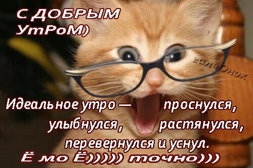 С добрым утром улыбнись картинки прикольные, новым годом