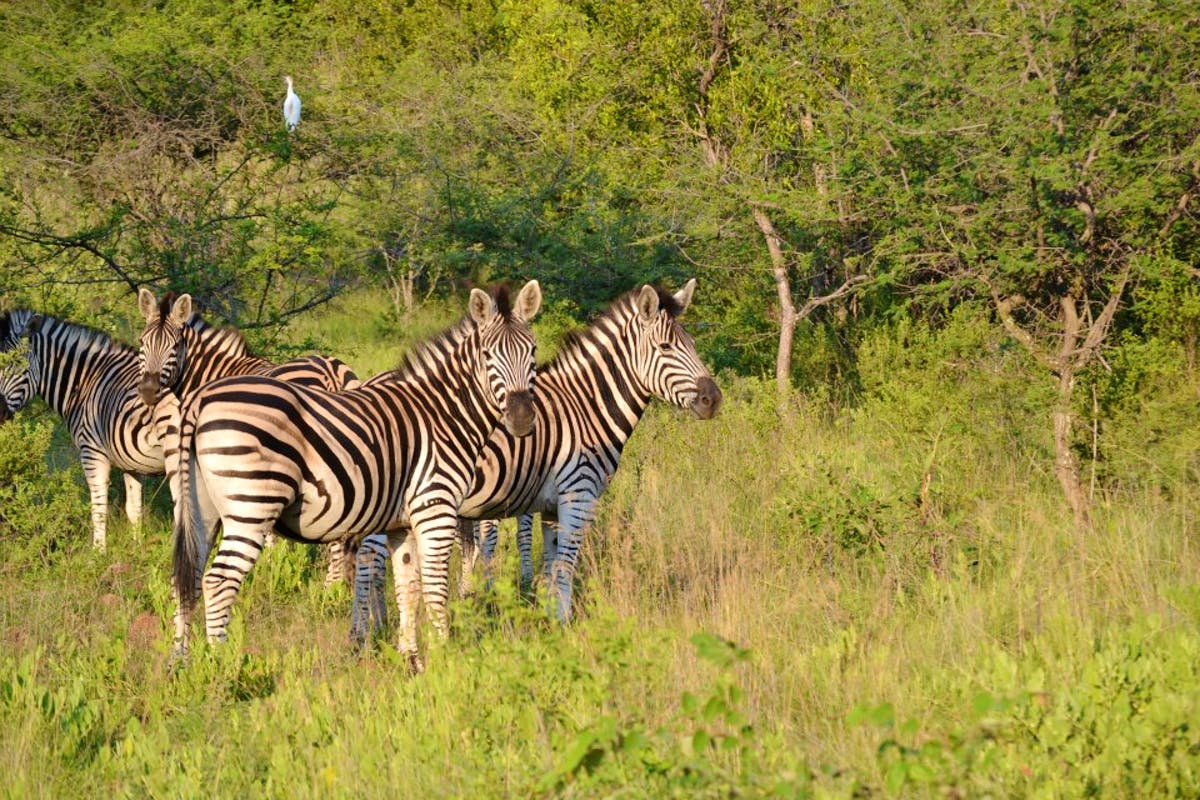 TravelGround's tweet photo. Sit back, relax and let TravelGround navigate your upcoming holiday with our latest newsletter! https://t.co/Lr61pMmepj #TGNewsLetter #TravelTuesday #WeDoTourism https://t.co/20OmchnTZL