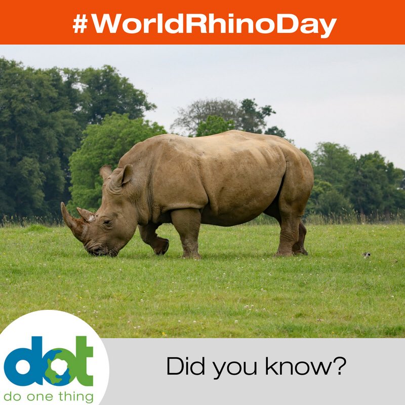 braammalherbe's tweet photo. Did you know? Rhinos love wallowing. Mud protects their skin from the strong sun (like a natural sunblock) and wards off biting bugs 
#Rhino #WorldRhinoDay #Big5 #MyPlanetRhinoFund https://t.co/pfTdReXIlV