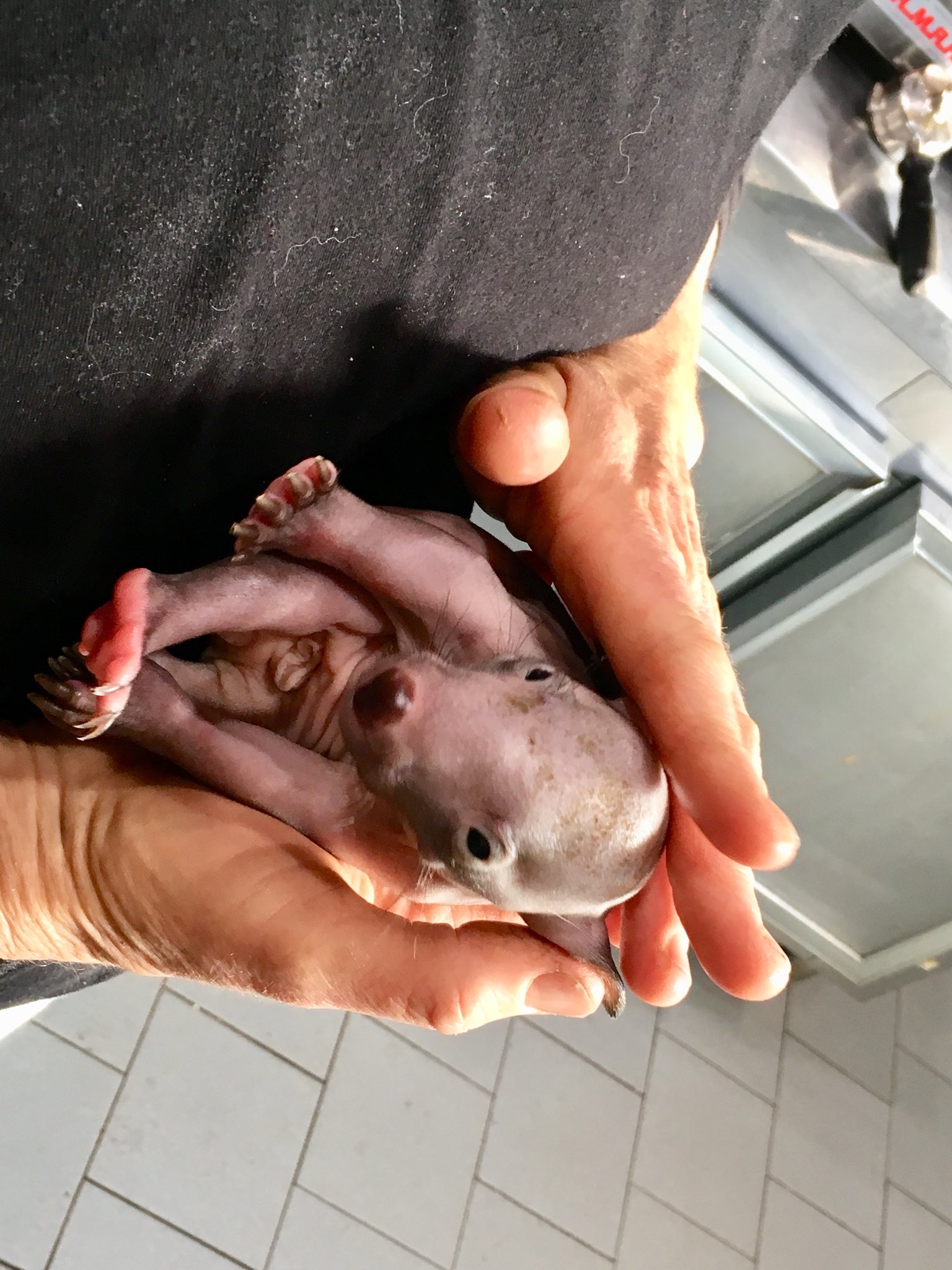 Yun ウォンバットの赤ちゃん 道端でママウォンバットが車に轢かれてて もしかしてと思ってママウォンバット のお腹のポッケみたら 赤ちゃんウォンバットが入って 生きてたんだって 元気に育ちますように T Co Almip2vzwy Twitter