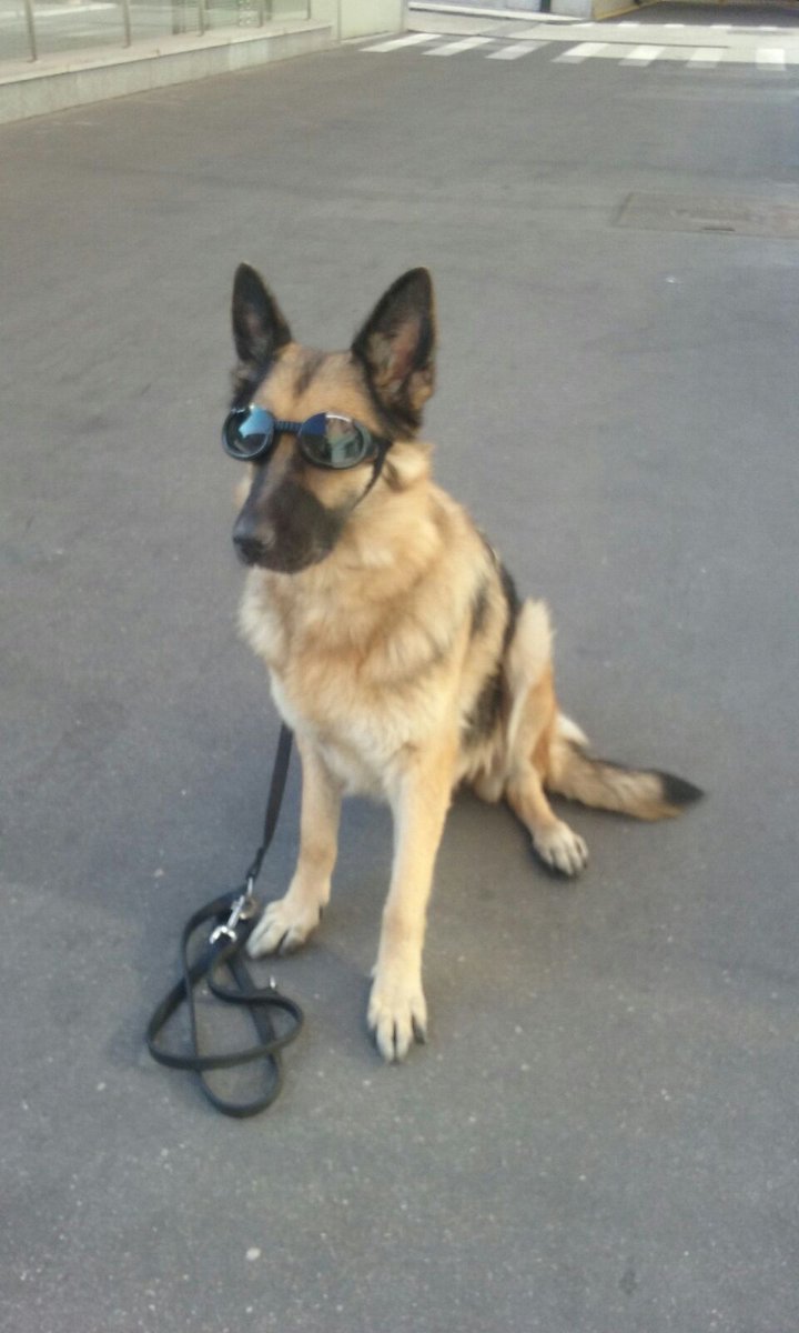 ¿Sobrada de #flow verdad? 😄
"Tina" fue una crak detectando artefactos explosivos.

Ahora está jubilada y ha sido adoptada y vive tranquila con su nueva familia. En sus paseos le cuenta a sus amigos de 4 patas las aventuras que vivió en la <a href="/guardiacivil/">Guardia Civil</a>.