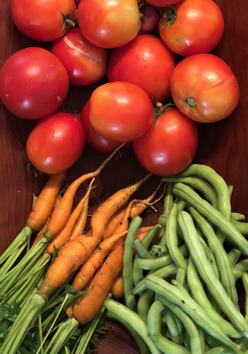 Elizabeth Wildman tweet media