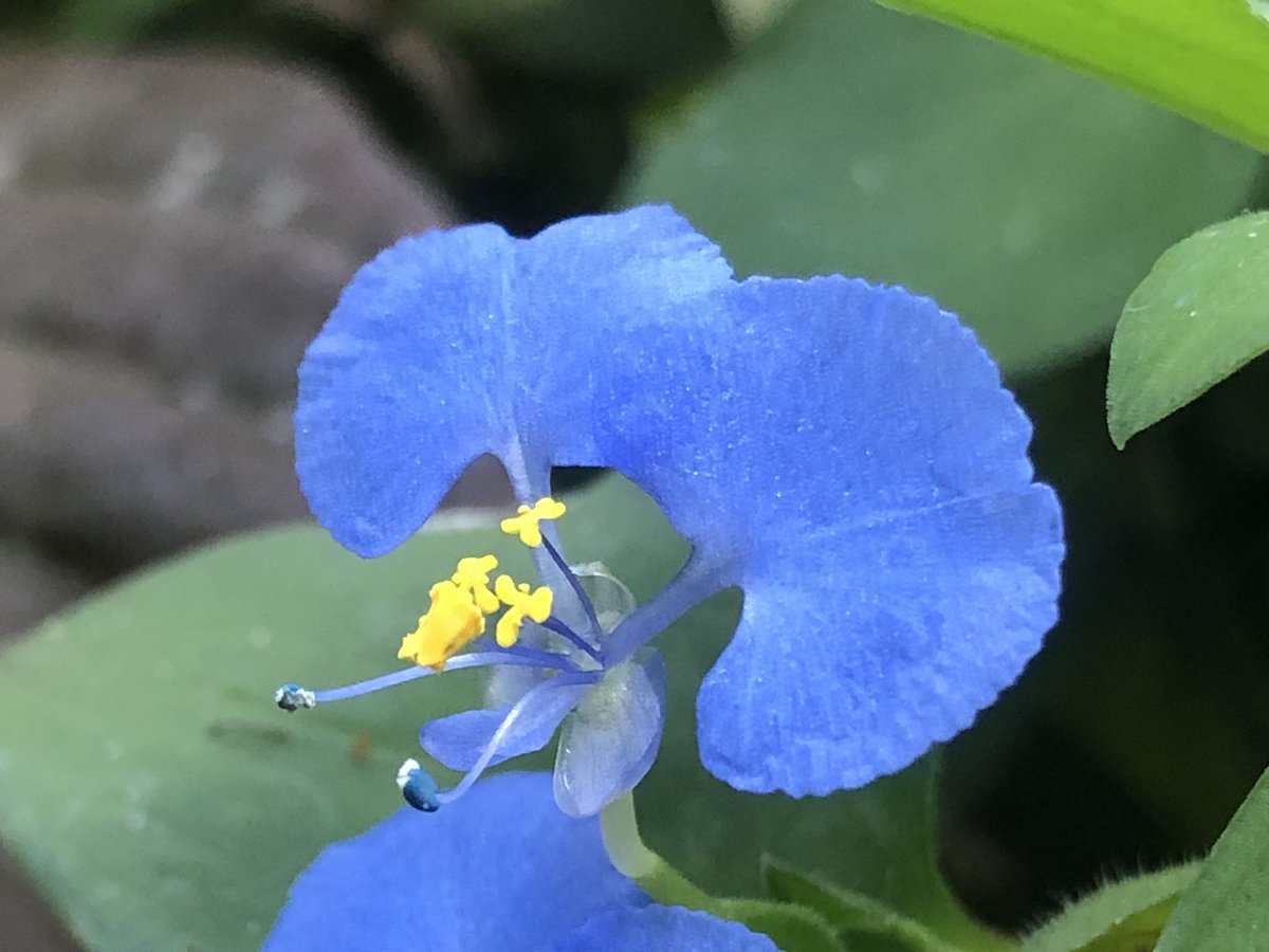 MichaelBenedito's tweet photo. The genus Commelina has an interesting story: Botanists Jan and Caspar Commelin founded the Hortus Botanicus Amsterdam. Caspar Junior died young before achieving anything in life. Linnaeus wrote: “Commelina has 3 petals, two of which are showy where the third is not conspicuous” https://t.co/gTyHomagzr