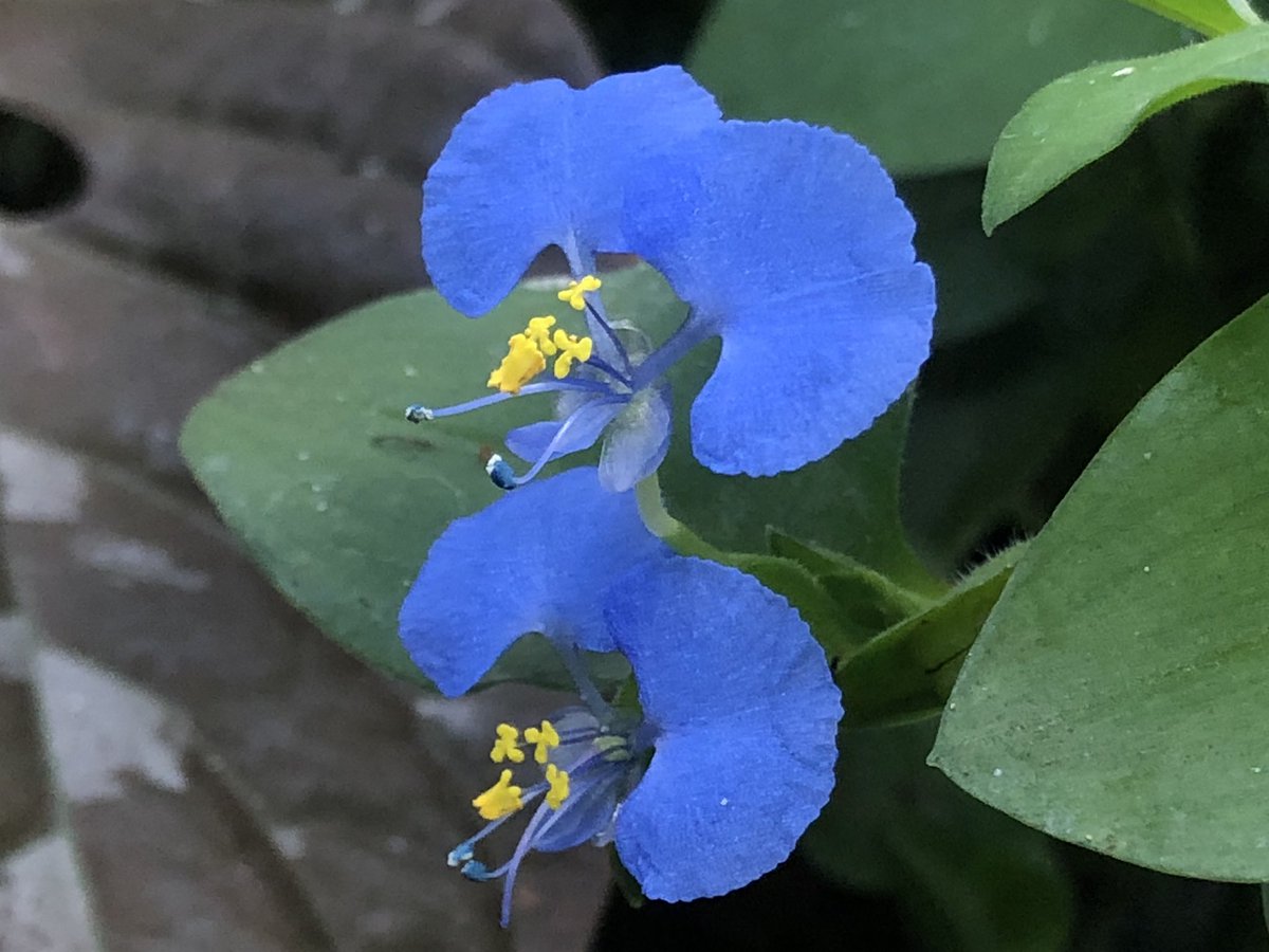 MichaelBenedito's tweet photo. The genus Commelina has an interesting story: Botanists Jan and Caspar Commelin founded the Hortus Botanicus Amsterdam. Caspar Junior died young before achieving anything in life. Linnaeus wrote: “Commelina has 3 petals, two of which are showy where the third is not conspicuous” https://t.co/gTyHomagzr