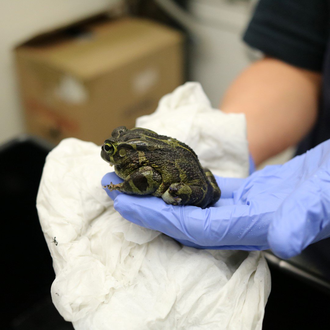 2OceansAquarium's tweet photo. He might have lost a leg, but he hasn't lost heart. ๐ธ๐
Check out Lego's survival story: https://t.co/qX0yZpIcLI
#toad #westernleopardtoad #endangered https://t.co/2NGLuYwvxv