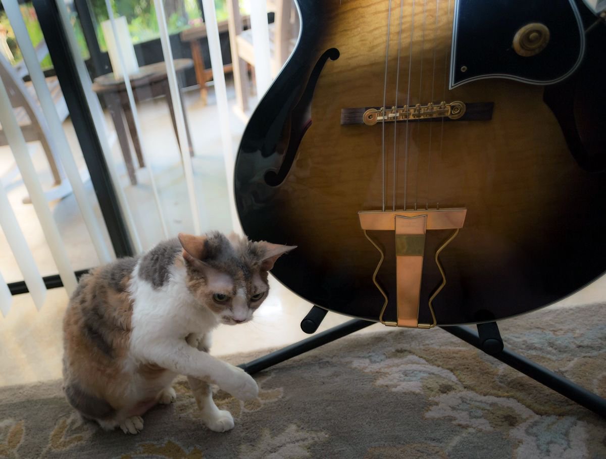 i've been thinking...
how come DAISY doesn't get in trouble when SHE tries to touch the guitars? and i ALWAYS get in trouble. 

#CatsofTwitter #GibsonHerbEllis