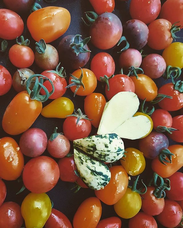 velocitylove's tweet image. Thank you Maggie, @natural_vegtable_company  for your beautiful tomatoes 🍅

#NaturalVeg #FreshTomatoes #SustainableLiving #BicycleCafe