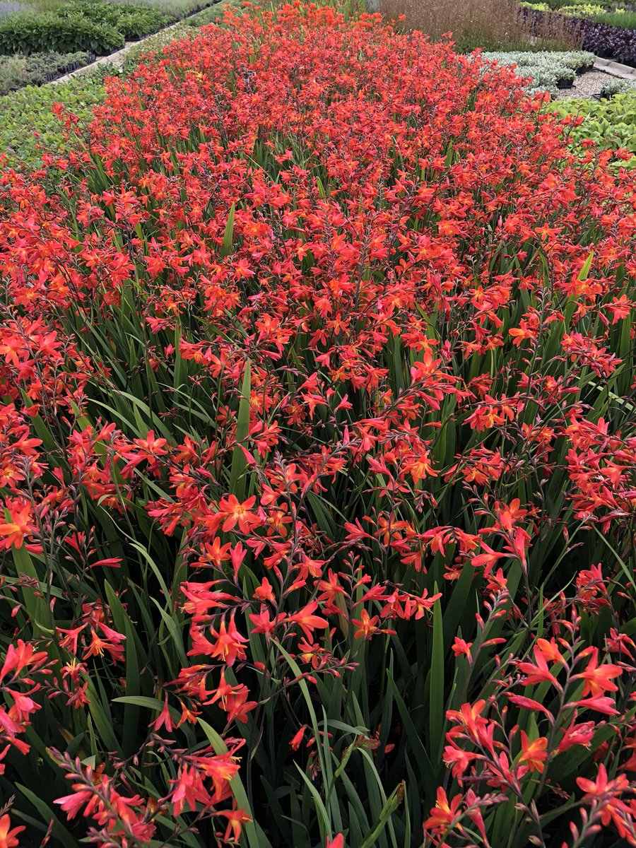 It’s a bit dull here this morning so I thought these would brighten things up. Crocosmia ‘James Coey’ ready to go <a href="/HowardNurseries/">Howard Nurseries</a>