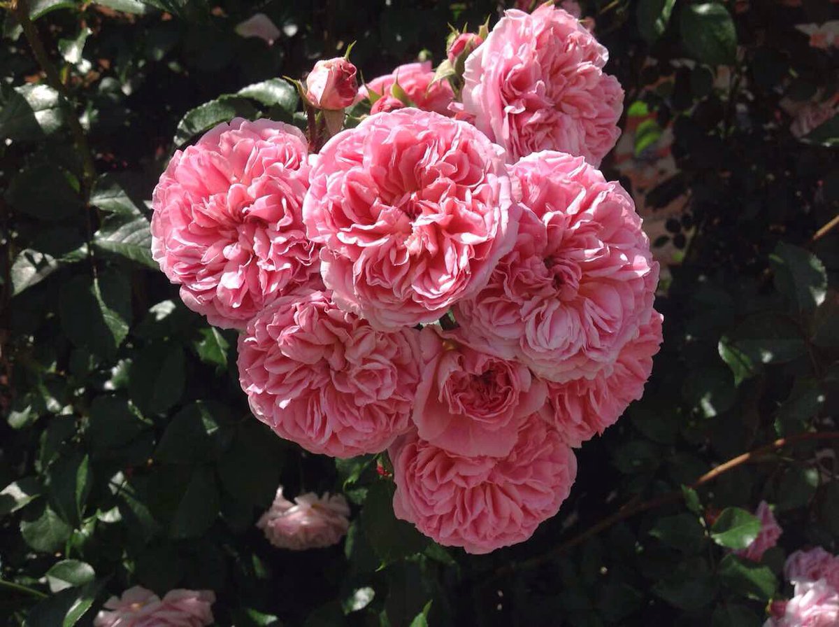 Everyone already has the best rewards, but likes to observe others.
#Emmy #Emmys #Emmys2018 #EmmyAwards2018 #Awards #award2018