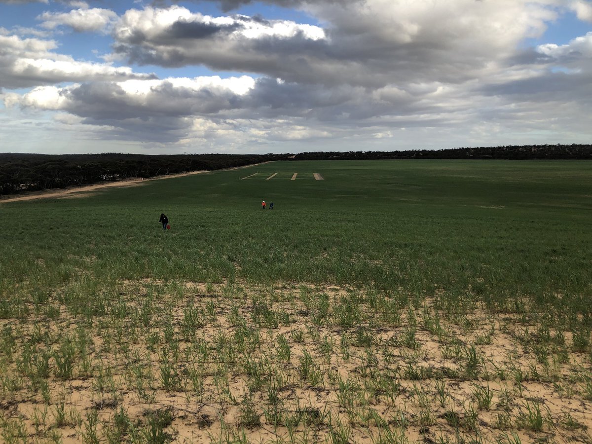 🥔 production Parilla and farming cereals in a tough year in the mallee with <a href="/burndad/">Bernie Lehmann</a> and Chris McD <a href="/waiteresearch/">Waite Research Institute</a> #UAagtour18 #wheat #lehmo