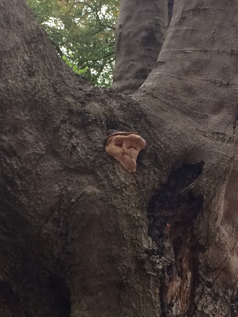AlisonTapply's tweet photo. Fun guy face tree on the daily walk to school on @CoLEppingForest https://t.co/d68MCej0sq
