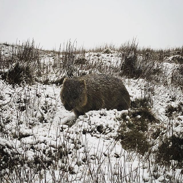 What a spectacular shot! 📷 Thanks for sharing <a href="/genevievebutler/">Genevieve Butler</a>
Wombats are mostly nocturnal, however in the colder months they are often seen out and about during the day, either grazing, enjoying the sun, or in this case, people watching!
#repost #aatkings #cradlemountain