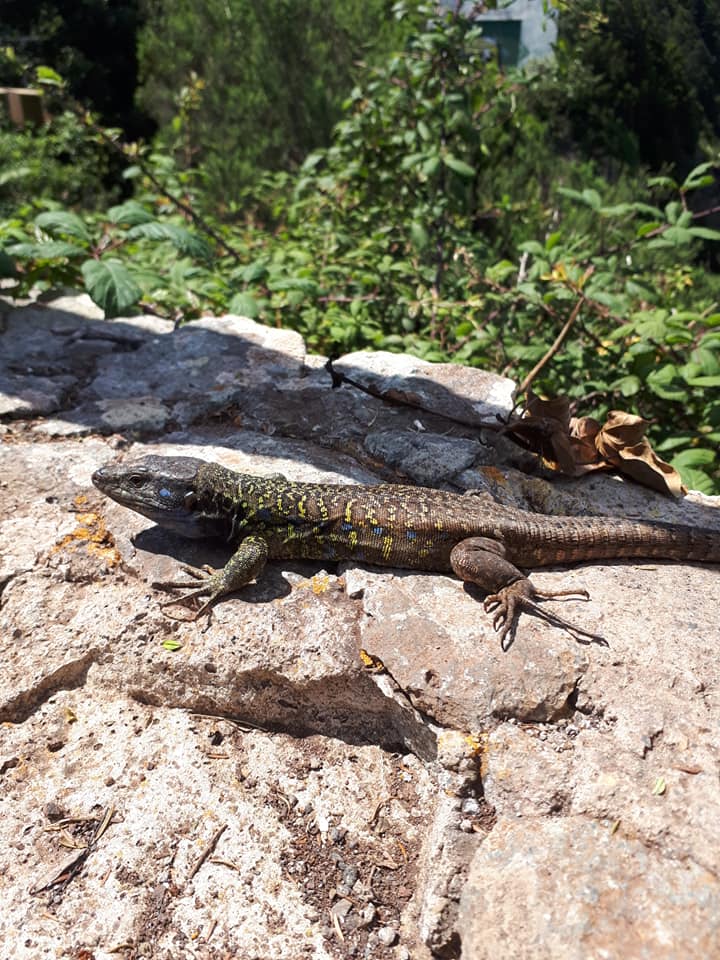 CLESCornwall's tweet image. #FieldCourseFortnight isnt over yet! 3rd year @UEFieldTenerife and the @UoExeterCGES USA field trips are now underway! 

#FieldTenerife #cgesinthefield