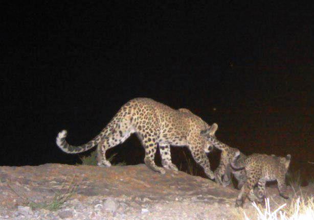 به مناسبت بازگشایی مدارس، پلنگ و توله هایش در شمال ایران
.
Back to school, a Persian leopard and two cubs
#BackToSchool2018