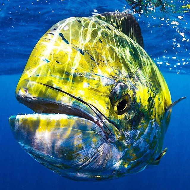 divecompare's tweet photo. The dazzling colours of a male Dorado (or Mahi Mahi). Dorado is Spanish for 'golden' and Mahi Mahi comes from the Hawaiian Language, meaning 'very strong'.
📸 by @dylanhannahphotography ...
#dorado #mahimahi #dolphinfish #marinelife #scuba #scubadivin… https://t.co/fN6nVScCIb https://t.co/acMwcTwoh3