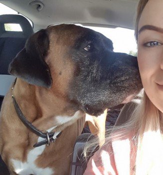 MissingPetsGB's tweet image. 🐕 #urgent elderly boxer Bruno may be injured 
He was hit by a car and ran off on 16 Sept in Howbank Road, #Egremont #CA22

Bruno has his own FB group to keep track of any sightings Help Find Elderly Bruno
m.facebook.com/groups/4504741…