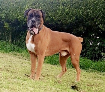 MissingPetsGB's tweet image. 🐕 #urgent elderly boxer Bruno may be injured 
He was hit by a car and ran off on 16 Sept in Howbank Road, #Egremont #CA22

Bruno has his own FB group to keep track of any sightings Help Find Elderly Bruno
m.facebook.com/groups/4504741…