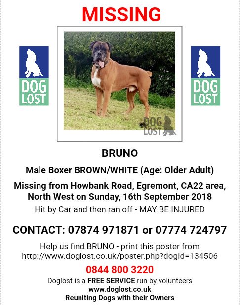 MissingPetsGB's tweet image. 🐕 #urgent elderly boxer Bruno may be injured 
He was hit by a car and ran off on 16 Sept in Howbank Road, #Egremont #CA22

Bruno has his own FB group to keep track of any sightings Help Find Elderly Bruno
m.facebook.com/groups/4504741…