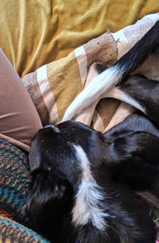 Questhousewoods's tweet photo. @whippet_wilf Baker seems OK sharing his morning cuddle.....
#OneEachSide https://t.co/UbtKC0wcYq