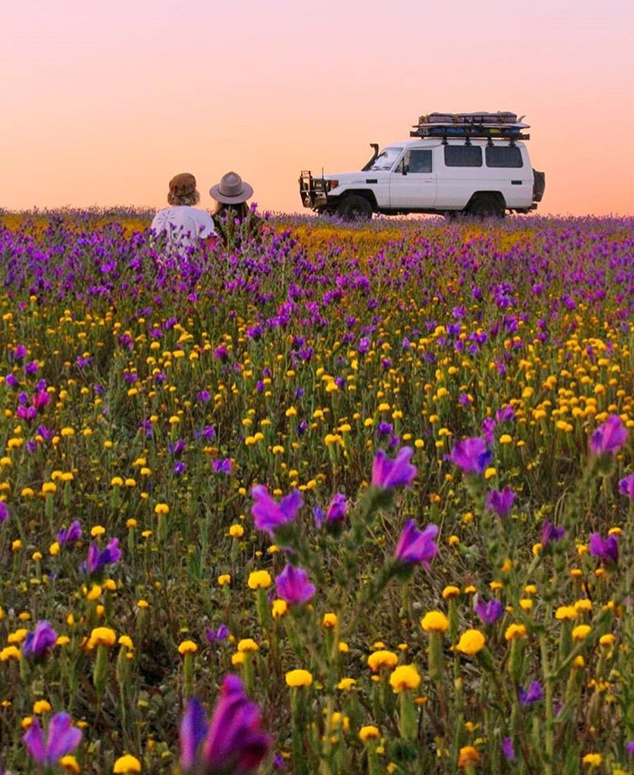 umaservices's tweet photo. RT @WestAustralia: "Wildflower fields - our new favourite place to roll out the rug and watch the sun go down" 🙌🏼🌻🌸 (via IG/saltytravellers in #Kalbarri) @thecoralcoast #justanotherdayinWA https://t.co/L8XjKbc8WE