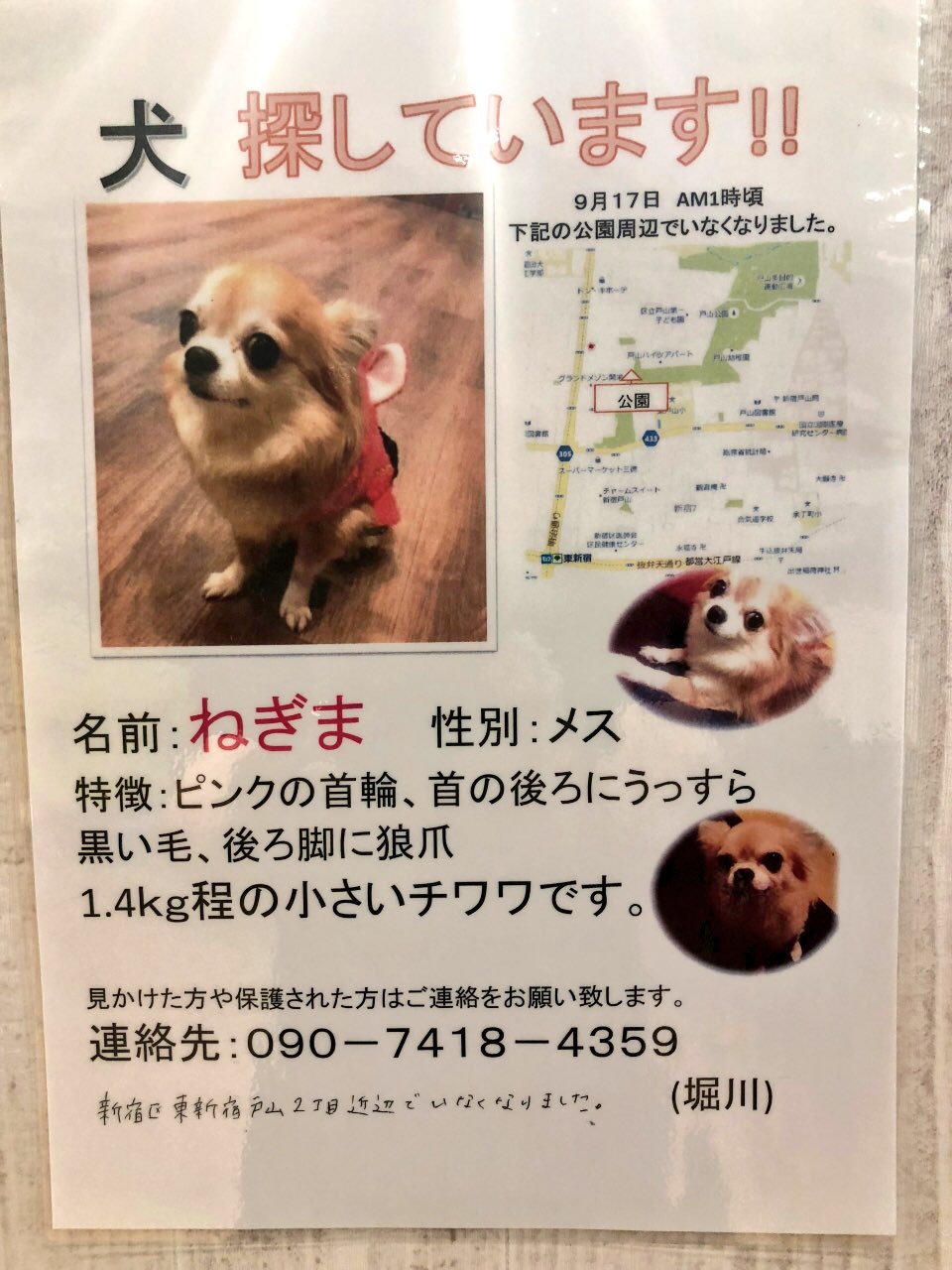ピスタチオ伊地知 拡散希望 東新宿で迷子になってしまったみたいです 新宿近辺の方で心当たりある方や見かけた方 連絡してあげて下さい どうか見つかりますよーに ピスタチオ伊地知 拡散希望 東新宿で迷子になってしまったみたいです 新宿近辺の方で心当たりある方や見かけた方 連絡してあげて下さい どうか見つかりますよーに
