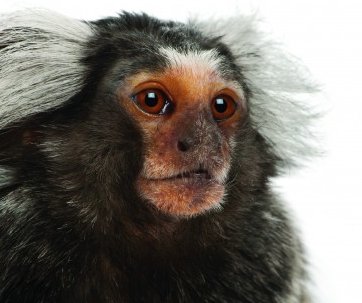 charityvictims's tweet photo. Horrific experiments on monkeys supported by @parkinsonsuk Please urge them to stop https://t.co/FUuRnjMcbt https://t.co/mx5QScafRm