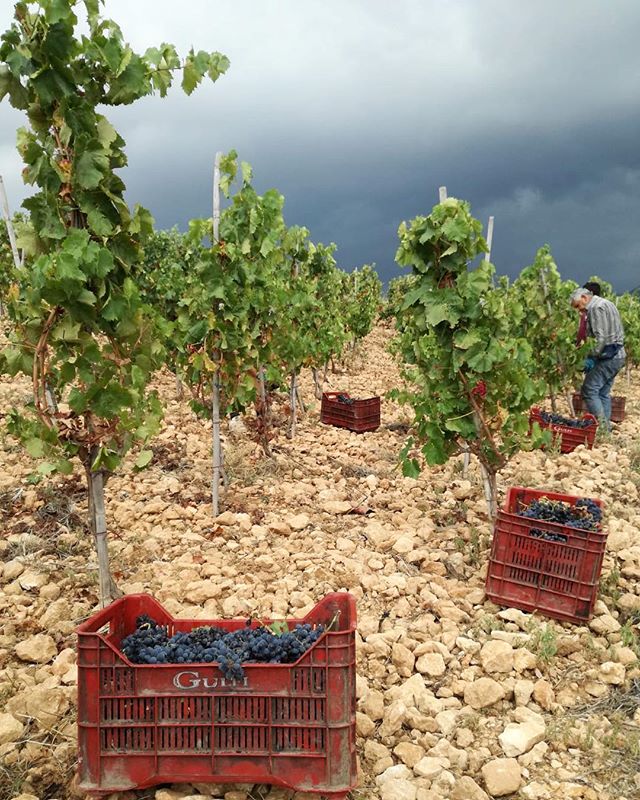 How to start the day beautifully? From the harvest in the vineyard <a href="/ViniGulfi/">Vini Gulfi</a> :-) 🍇🍷