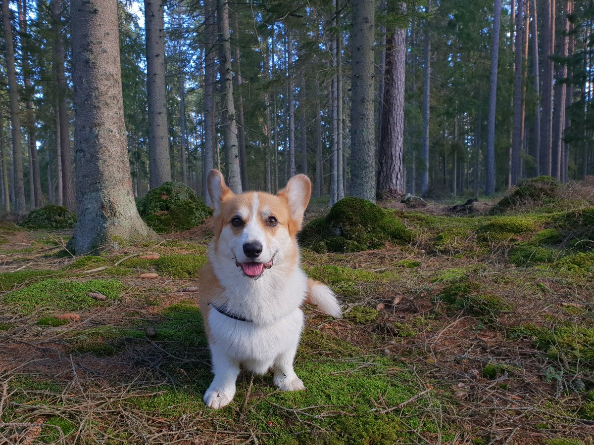 amigo_doge's tweet photo. Amigo and I are taking a break from twitter. I have always felt great joy when photographing Amigo but lately the joy has left my life. Thanks to everyone who has followed Amigo all these years ❤ https://t.co/Jdho4x7jLr
