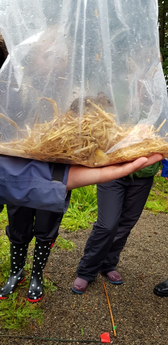 Advanced higher biology students making the most of their trip to @FSC_Millport  despite the Scottish weather! Lots of fun investigating the small mammal traps set up yesterday @DennyHighSchool  #fieldbiology #STEM