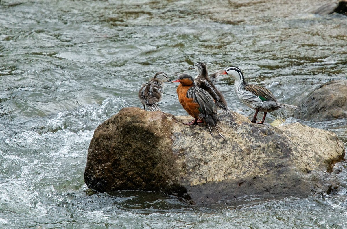 We had great views of a family of Turrent Ducks during our latest birding trip to northern Peru.
Be part of of next adventure in northern Peru.... more information here:
greentours.com.pe/2018/04/27/nor…