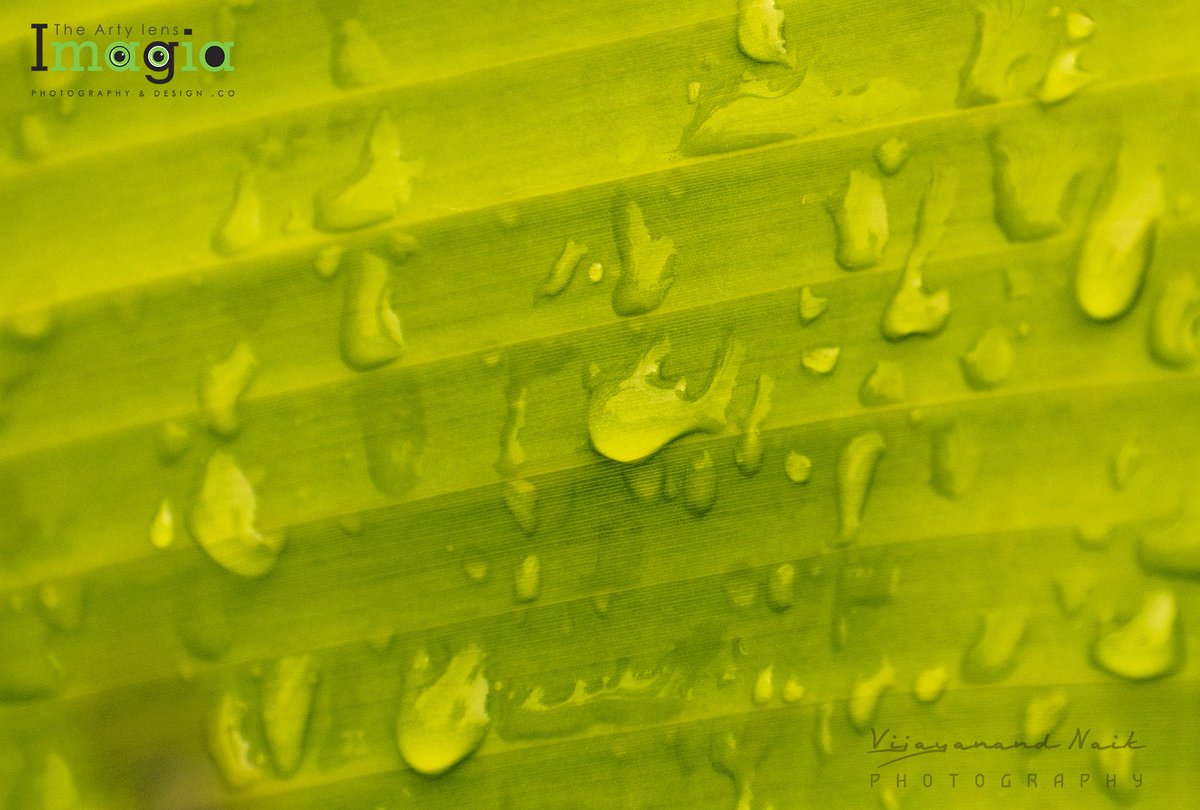 imagiavijay's tweet photo. #imagia #naturephotography #nature #rain #deccanherald #vijayanandnaik #raindrops #raindropchallenge #rainy #hollywood @raindropslime #vijayanandnaikphotography  #nikon #nikonphotography @namma_chikkamagaluru @nammahonnavara @kumttaahonnaavr @nammakumta @NikonDotCom https://t.co/D8Hk3y089d