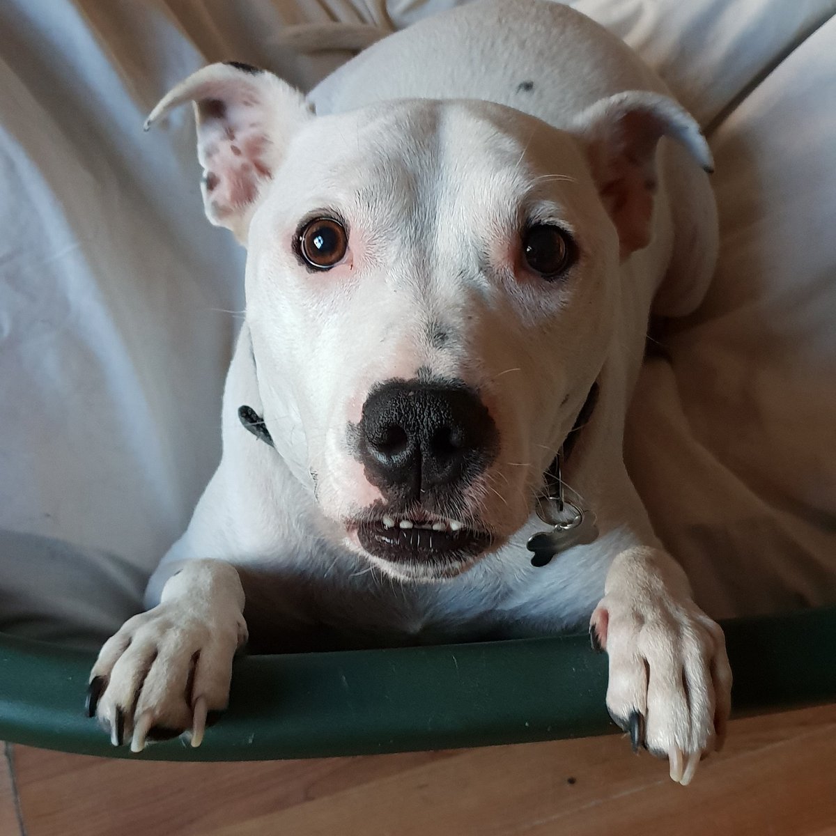 kayak_max's tweet photo. I didn't always have a loving home, I was abandoned and was looked after by @RSPCA_WHS I'm kayaking with my dad to raise vital funds for our branch, will you help me @GranadaReports @BBCNWT @WarringtonGuard #StormHelene #rescuedog #CharityTuesday #animals https://t.co/Dr0H49MVxx