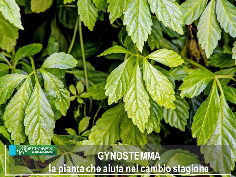 FitobenSrl's tweet photo. #Gynostemma o "pianta dell’immortalità". Ha proprietà adattogene necessarie per riportare l’organismo in #equilibrio se sotto #stress, situazione tipica del #CambioStagione. Scoprila qui->https://t.co/vzt9t4sbon #fitoterapia #rimedinaturali #fitoben https://t.co/GwXtNJjFnB