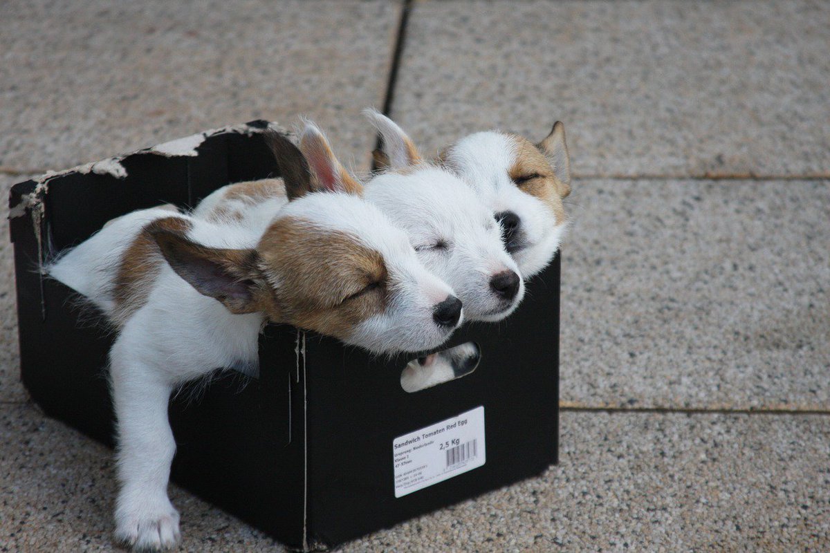 Berti_and_Ernie's tweet photo. A little box of cutness for you!  😍 #puppy #friends https://t.co/j2uaCw0EzF
