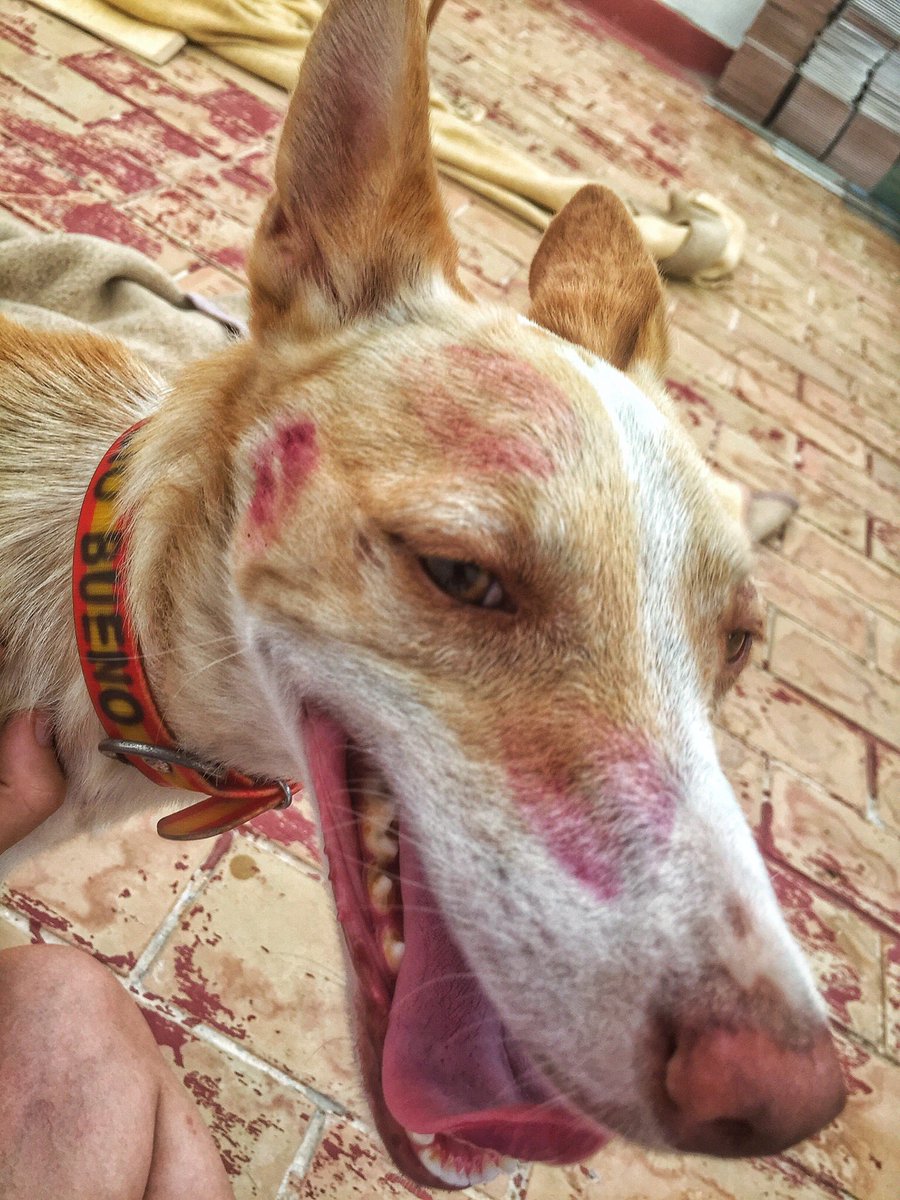 Maltrato cazador .
