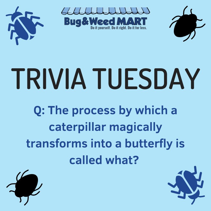 BugWeedMarts's tweet photo. Back with another #TriviaTuesday! Reply if you know the answer. #bugtrivia #trivia https://t.co/GgkWe3SHar