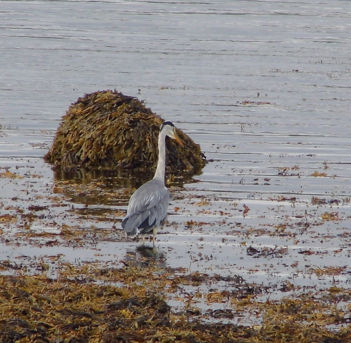pastijones's tweet image. A few hours out before #StormAli arrives 
@Argyll_IslesApp @argyllandbute @FyneHomes @WildBute @visit_Bute @spiritofbute @RothesayNews @BigRothesayRead @eileananuaine @VisitScotland @WireFoxTerriers