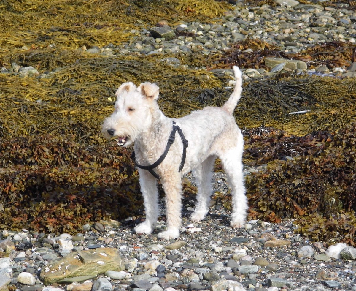 pastijones's tweet image. A few hours out before #StormAli arrives 
@Argyll_IslesApp @argyllandbute @FyneHomes @WildBute @visit_Bute @spiritofbute @RothesayNews @BigRothesayRead @eileananuaine @VisitScotland @WireFoxTerriers