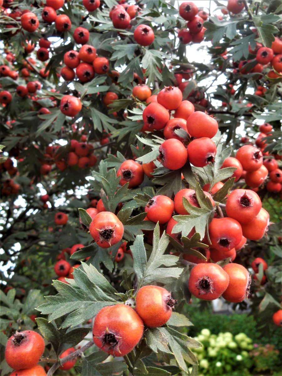 <a href="/BerneLarry/">berne🌹larry🍒</a> <a href="/cmont4560/">cmontagne</a> <a href="/huskorkut/">huskorkut</a> <a href="/baykaler/">gazi</a> <a href="/jbrent5035/">Brent T. Johnson</a> <a href="/mtntezcan/">Metin Tezcan</a> <a href="/LackeyMary/">Mary Lackey</a>  @sadkberki  <a href="/farmerferit/">Mehmet</a> <a href="/MarionSpekker/">Marion Spekker</a> <a href="/VenetiaJane/">VenetiaJane's Garden</a> <a href="/1819aribaba/">aribaba</a>