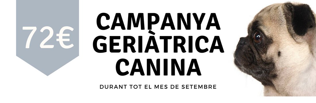 HVanimalia's tweet photo. 🐾Tornem a l'escola amb les piles carregades! 🐶 - https://t.co/fzLx94DQTX https://t.co/EqZwFStK2U