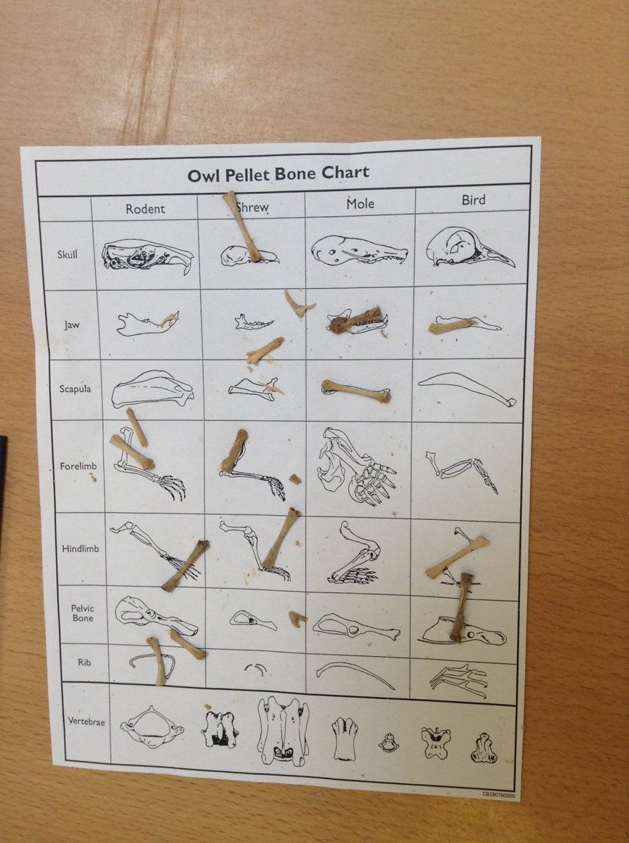 Bone Identification Chart