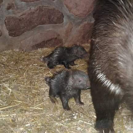 Für alle die schon sehnsüchtig auf Stachelschweinbabys warten: Sie sind da 😊