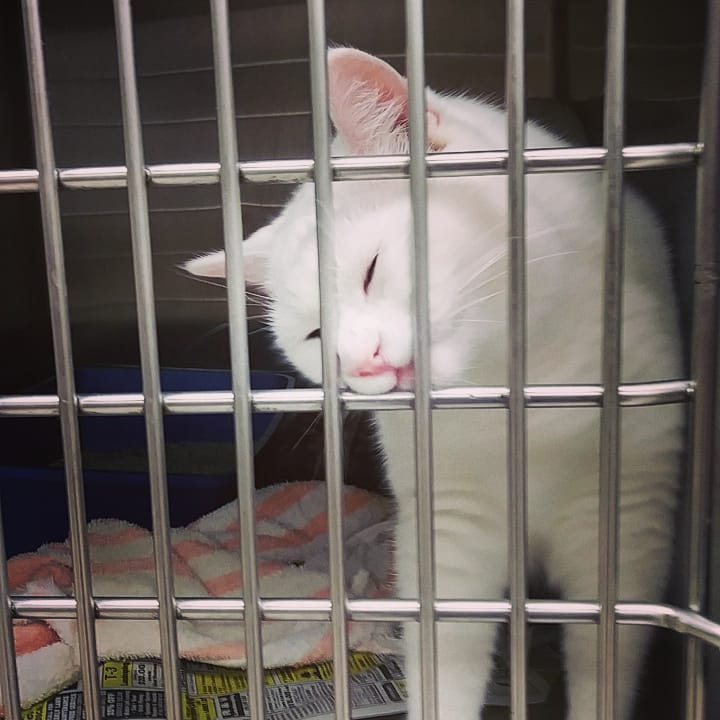 kitterpants's tweet photo. Bring my cat to work day! #whitecat #vettechlife #deafkitty https://t.co/mETWVbIAd5