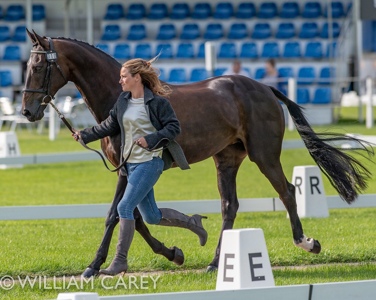 Looking back at pics from @BCIHT. How shiny is samba?! Big thanks to <a href="/ROilLiquidGold/">R-Oil</a> and <a href="/TopSpec2/">TopSpec</a> for helping her look and feel AMAZING!