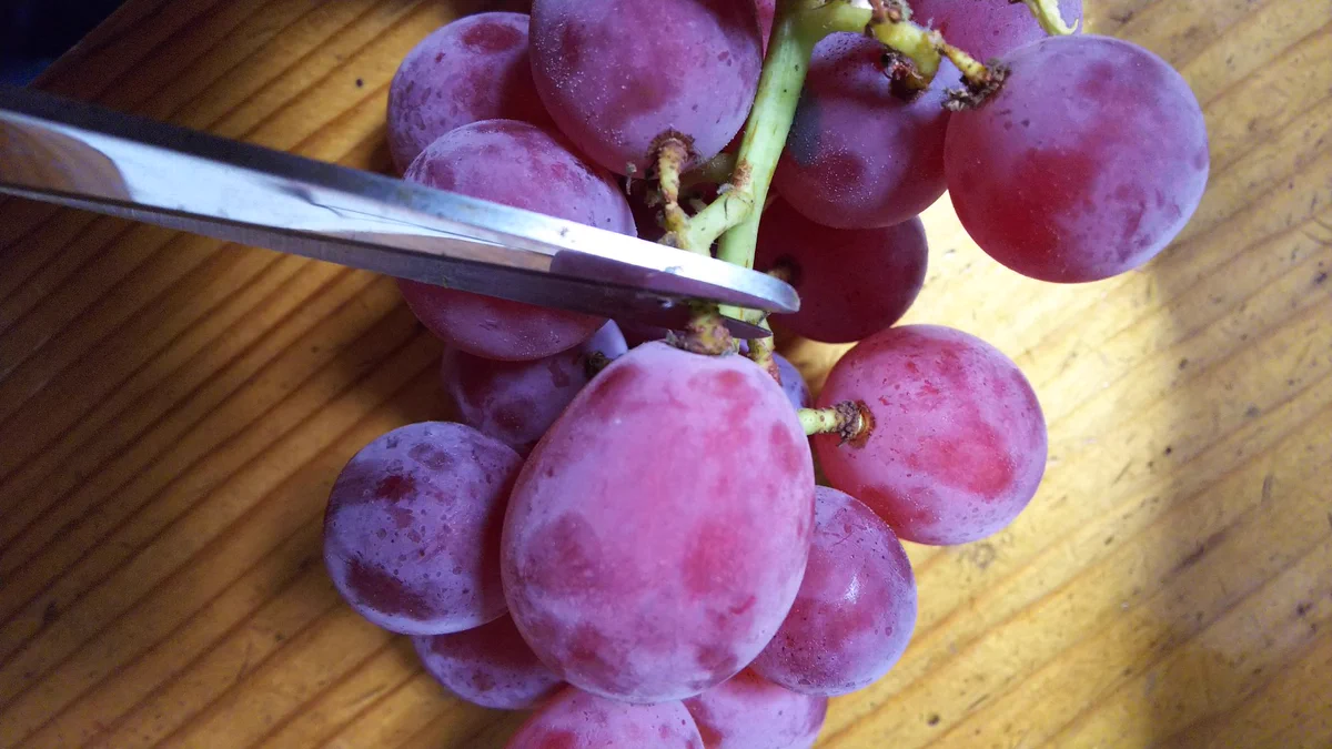 ぶどうの豆知識！持ちをよくするひと手間！！